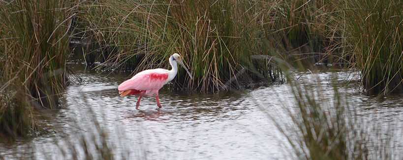 Blog Picture Roseate Spoonbill