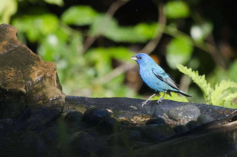 Photo Blue bird