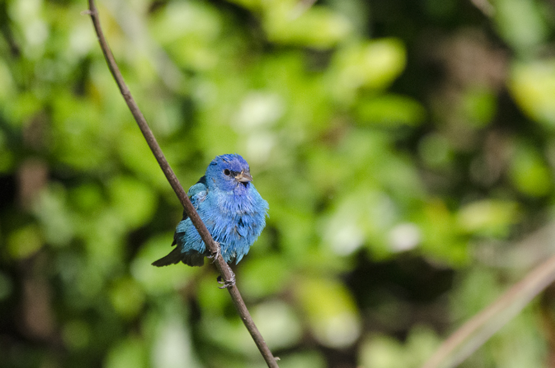 Photo Blue Bird