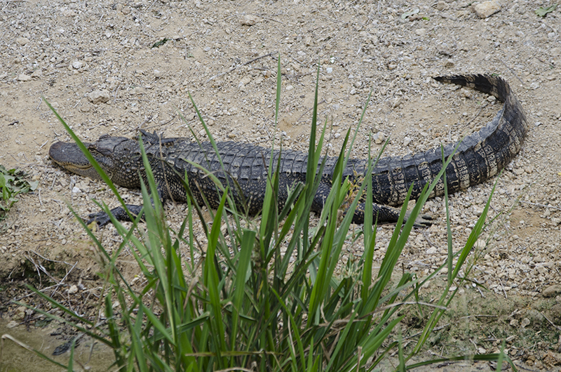 Photo Alligator