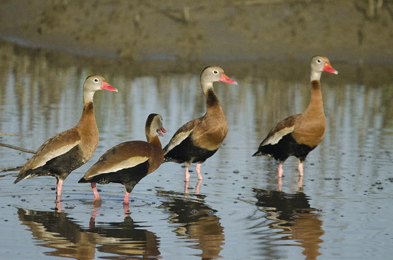Photo Black-Bellied Whistling Ducks