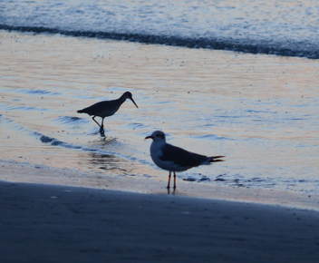 birds on beach